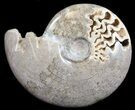 Polished Cretaceous Ammonite Fossil - Khenifra, Morocco #35302-1